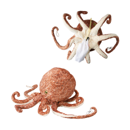 [ ZgNtg ] [eBbVP[X [ }_R ]