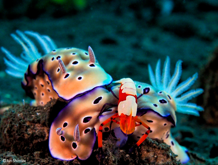 スーパーナチュラルカラー作品例